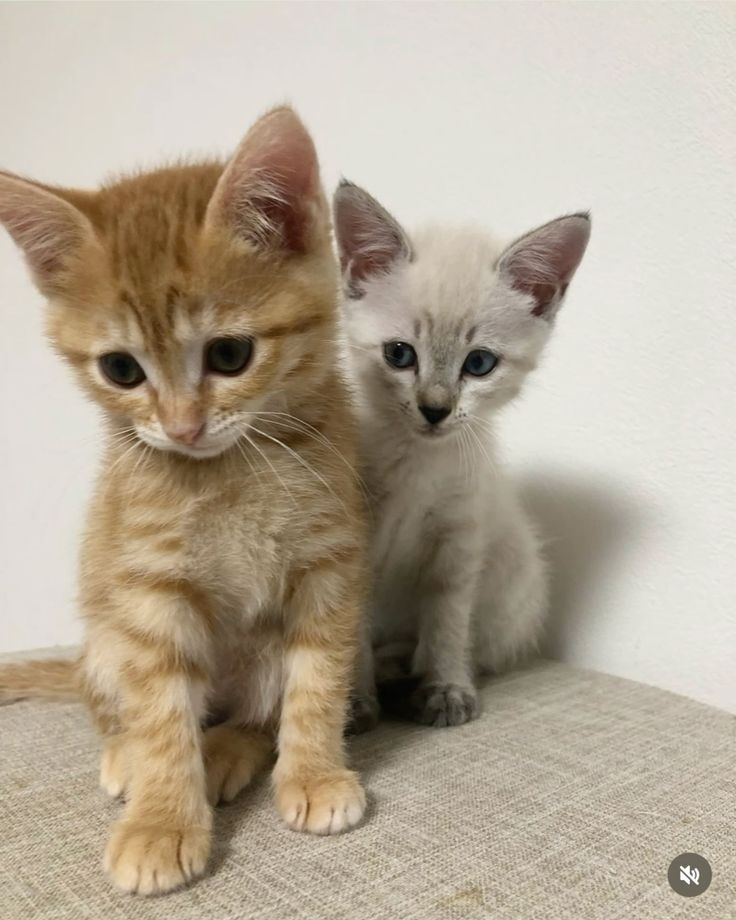 東部與離島地區。