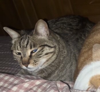 虎斑：你這樣我怎麼睡？