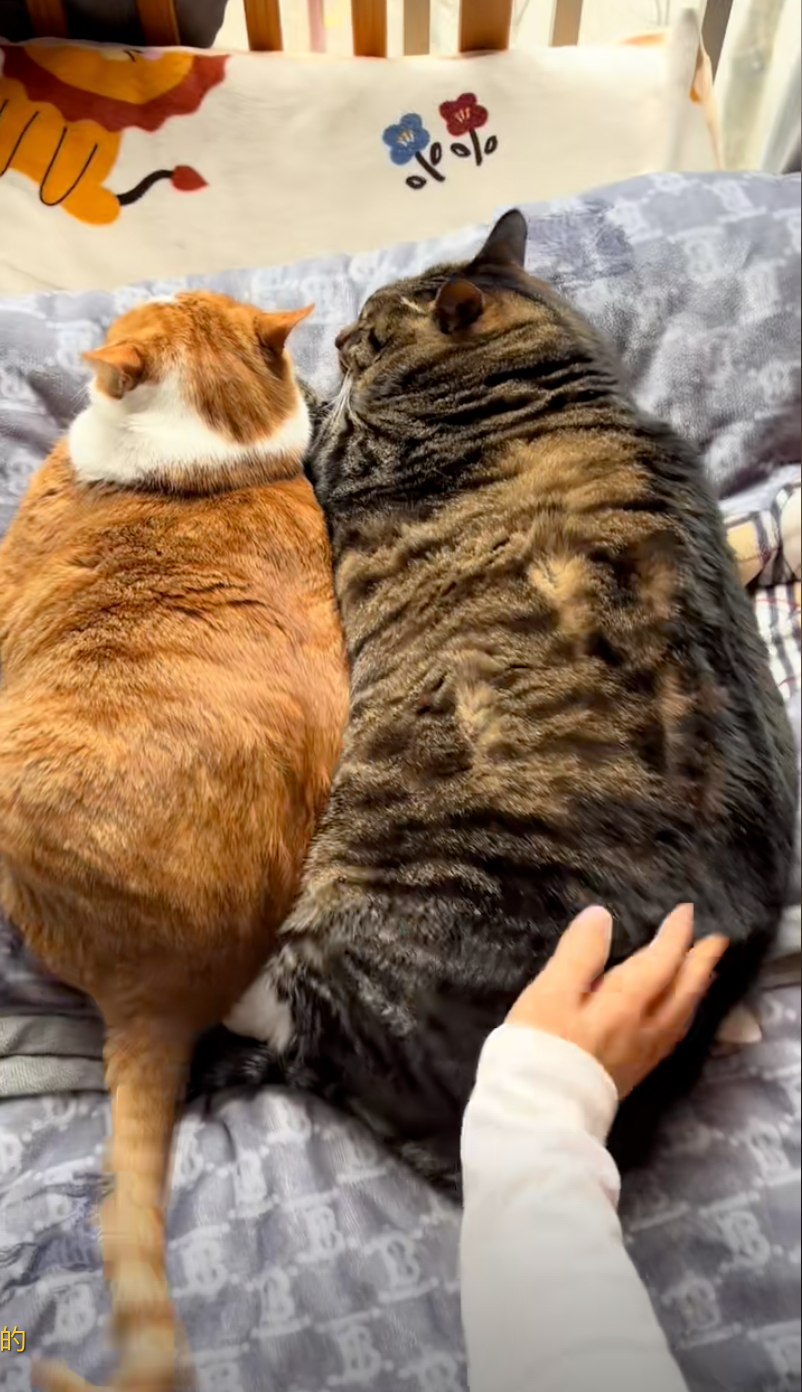 報告，這裡不能停車！