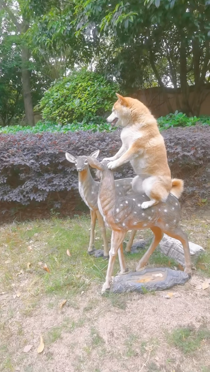 每次出門看到這兩個石像就不想走。