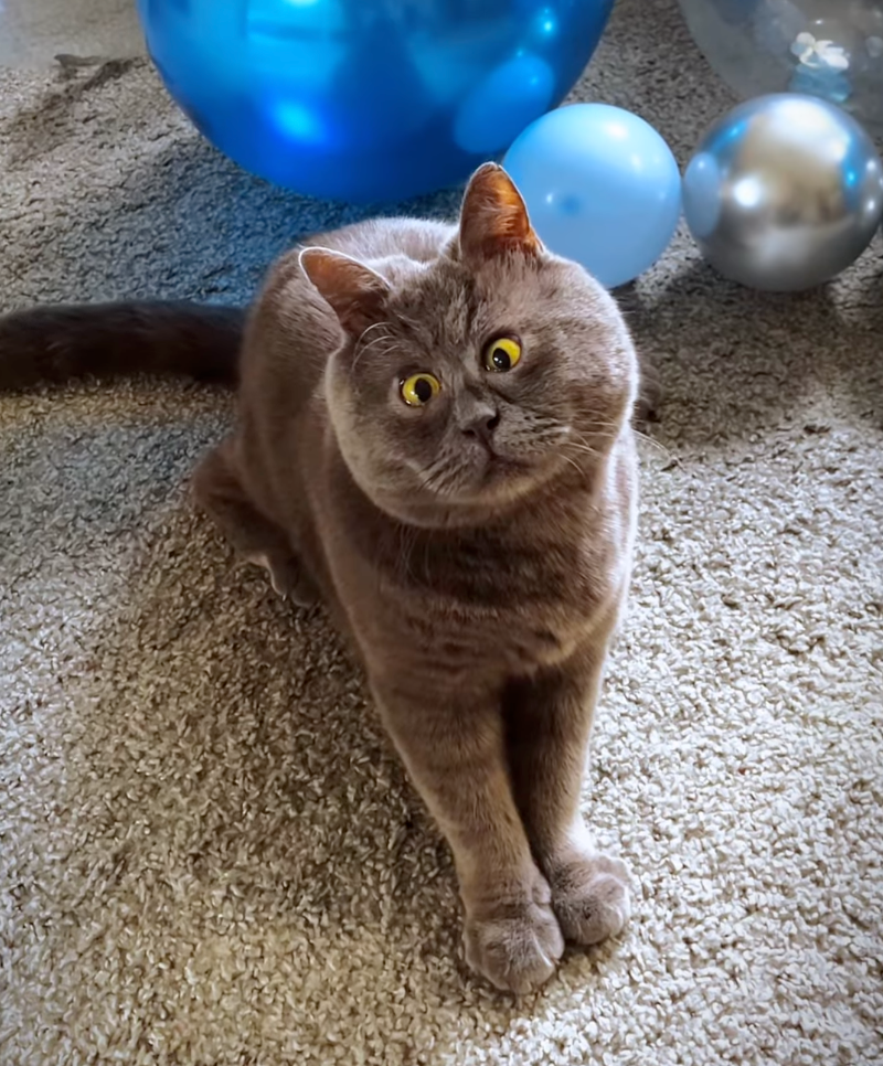 還好遇到了現在的飼主。