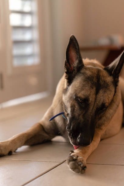 狗狗情緒焦慮也會舔腳。