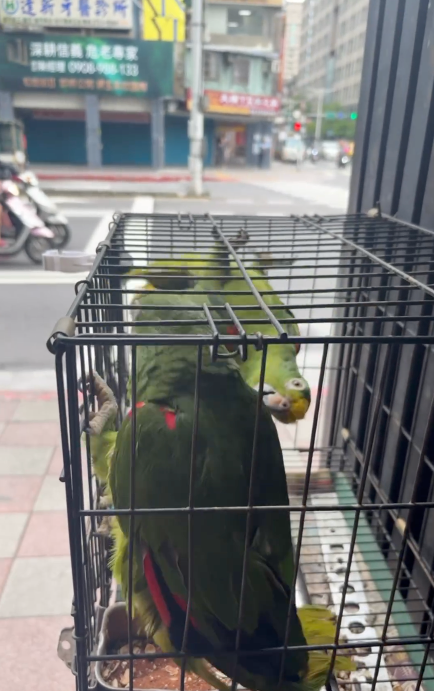 鸚鵡1號：貓咪怎麼叫？