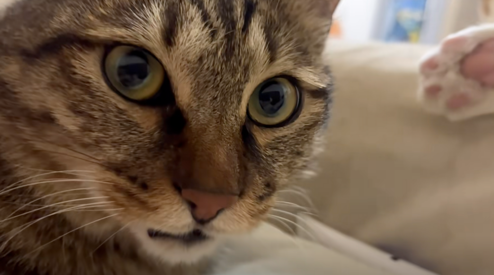 虎斑：你......你發現了？