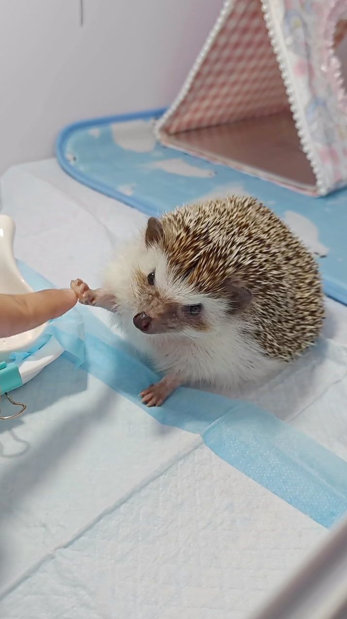 刺刺：Give Me Five！