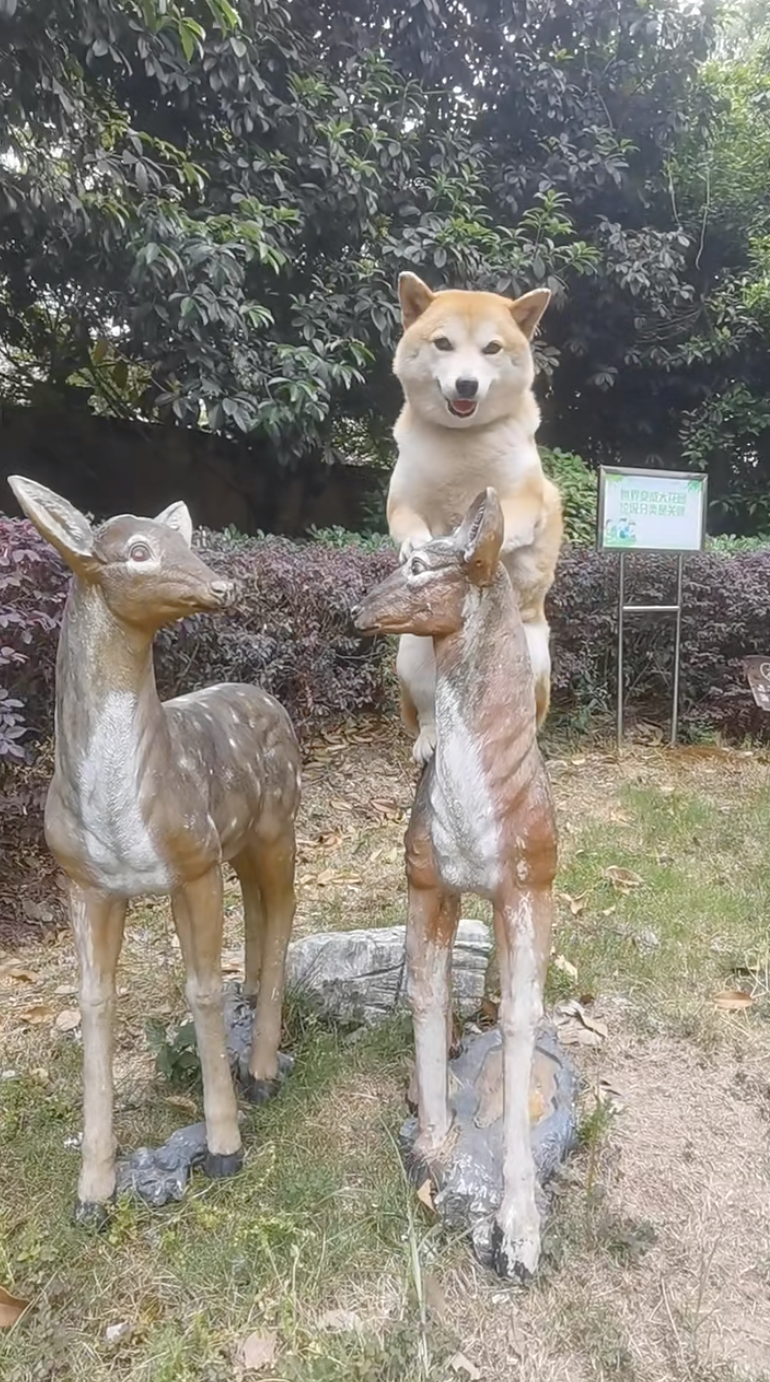 狗狗：這鹿我騎走了，今晚不用留飯飯給我。