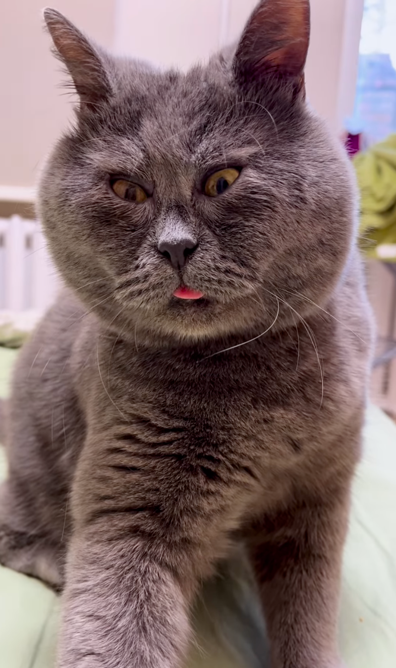 變成網紅喵了～