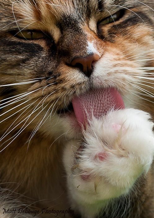 調節體溫功能。