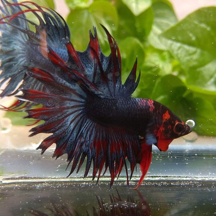 這些都是比較常見的鬥魚品種。