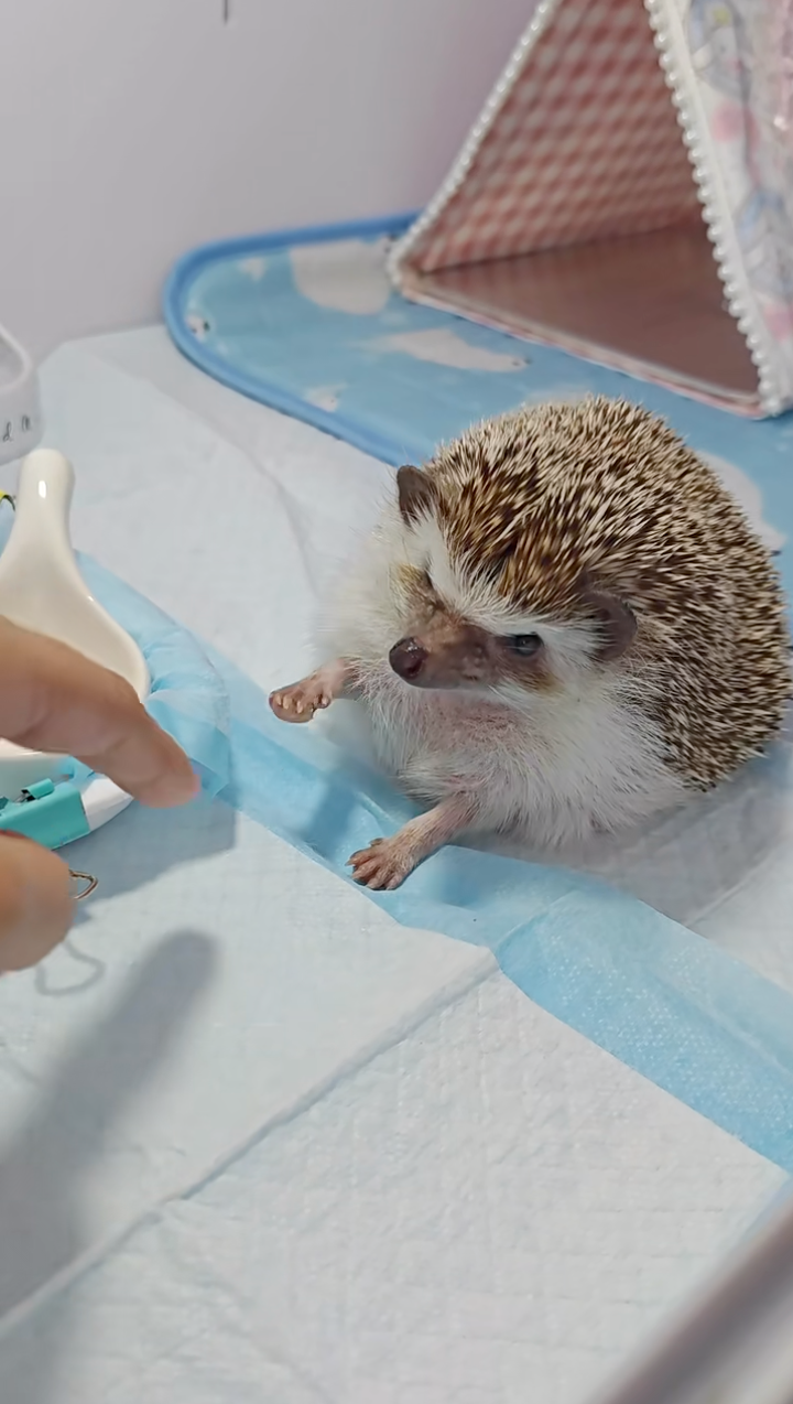 飼主手指還沒來，刺刺就迫不及待啦～