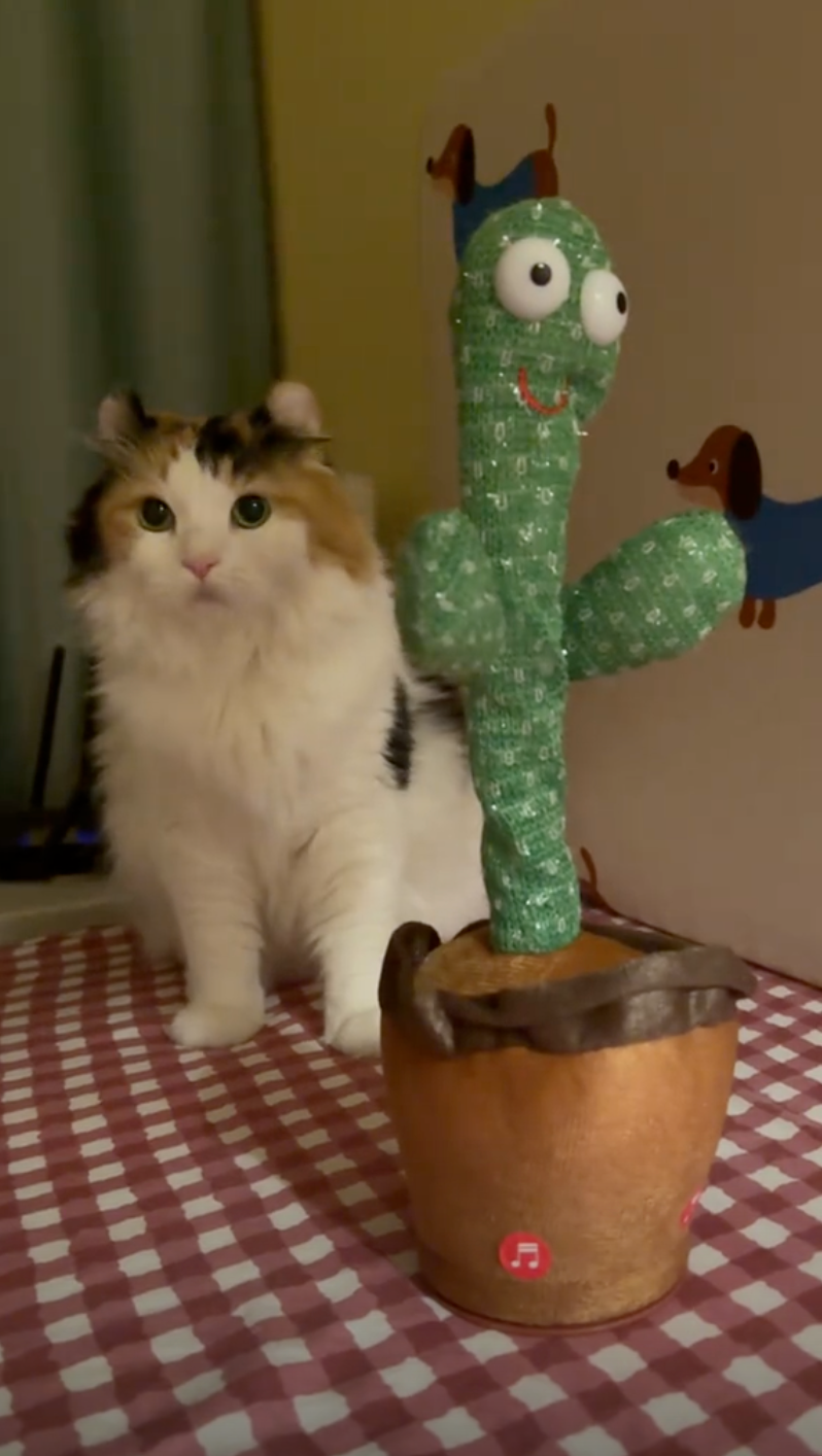 貓咪：新玩具嗎？沒有一點吸引力欸～