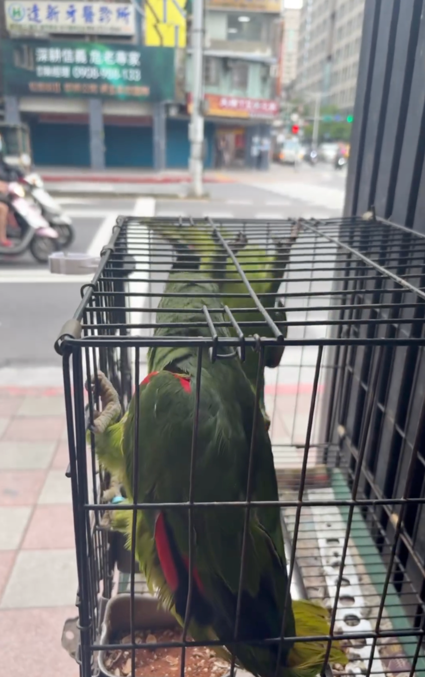 兩隻小可愛超有戲！