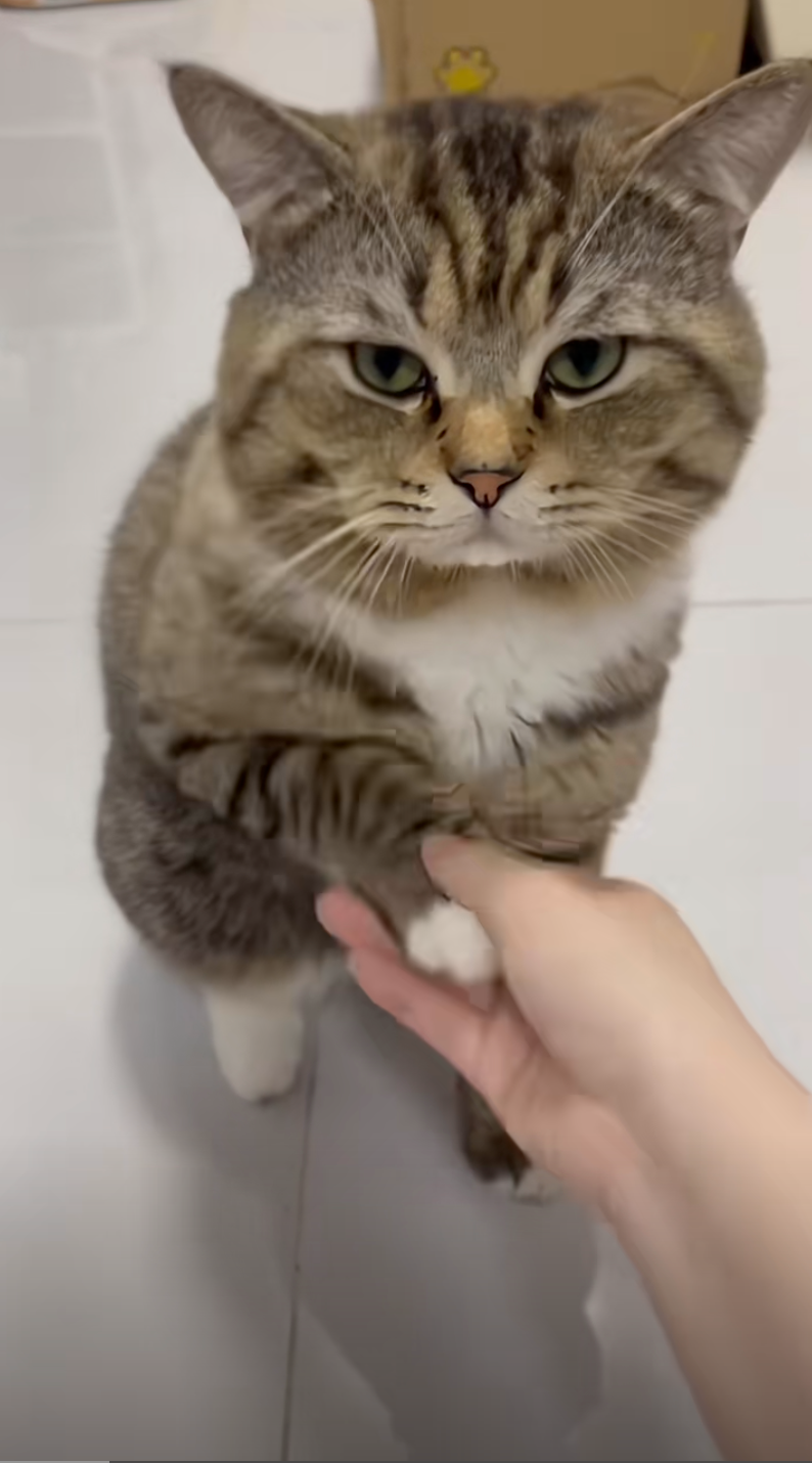 貓咪:好啦好啦!握手就握手囉~