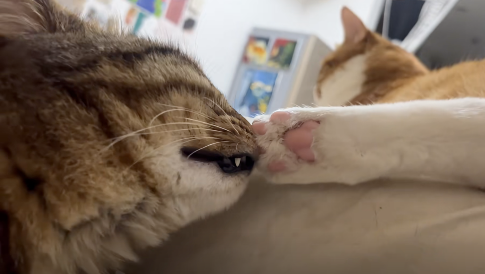 虎斑：嗯～好香～就是這個味道～