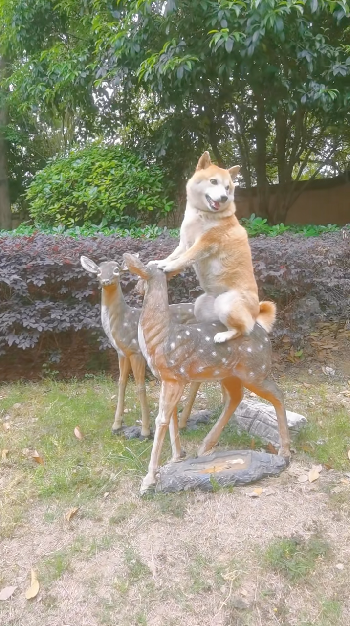 這是真正的「八嘎壓鹿」欸！