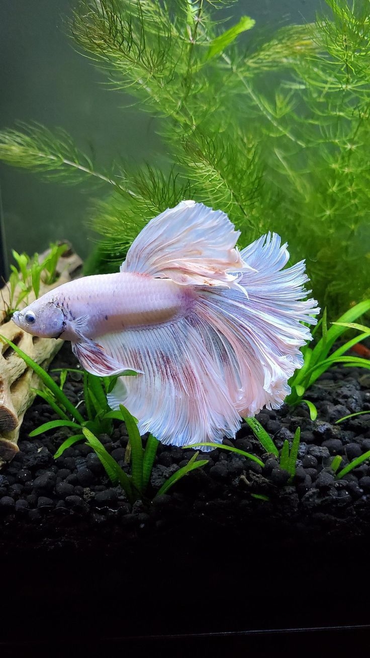 鬥魚（Betta fish）可是許多水族新手的第一條魚！