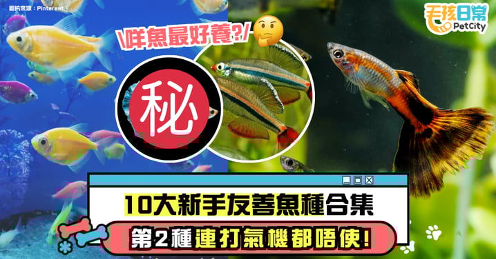 【養魚必知】什麼魚最好養？新手推薦10大高存活率魚種 第2種連打氣都不用！