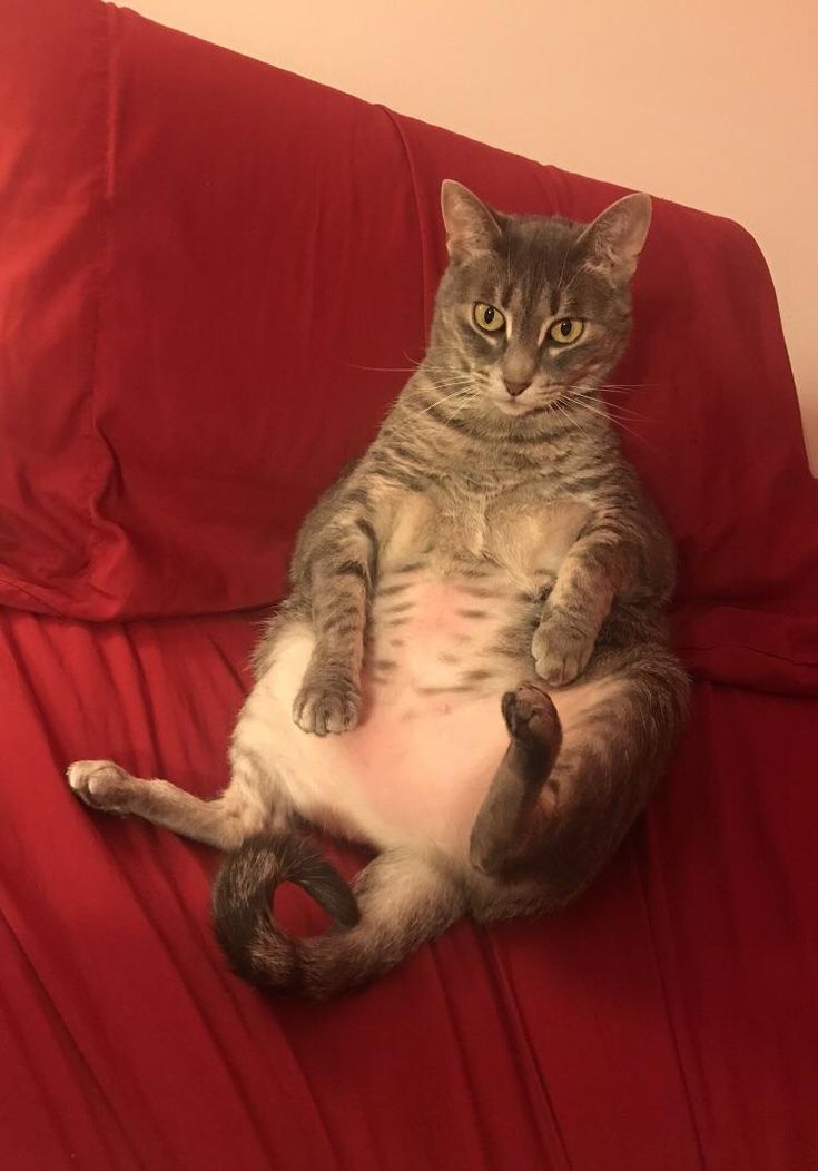 大多數貓咪並不喜歡肚子被摸！