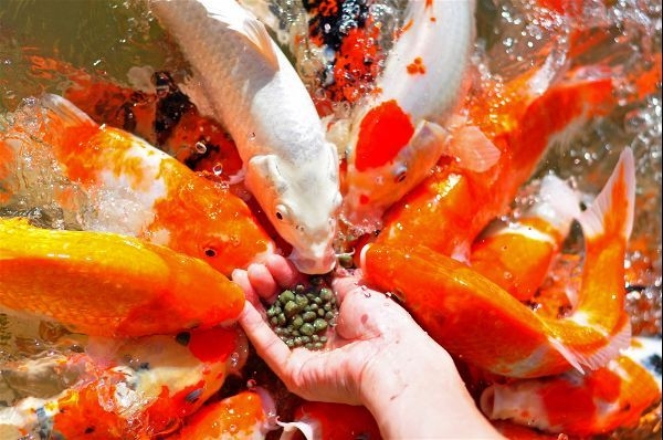 不同魚種有不同的魚飼料選擇喔~