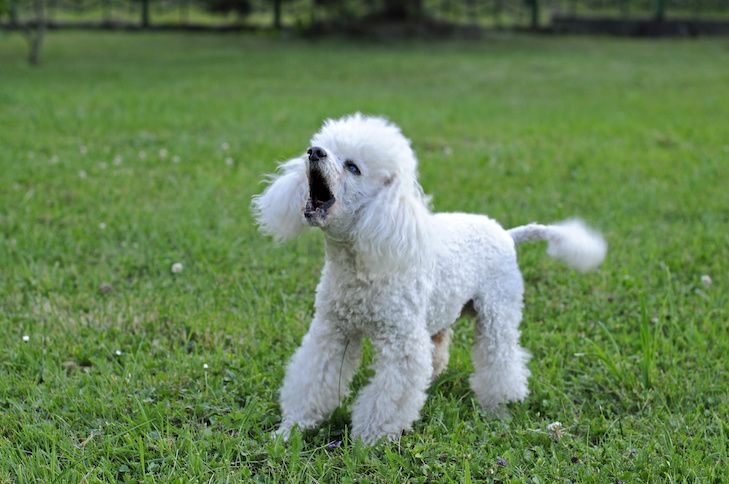 這些方法能夠協助狗狗平靜下來。