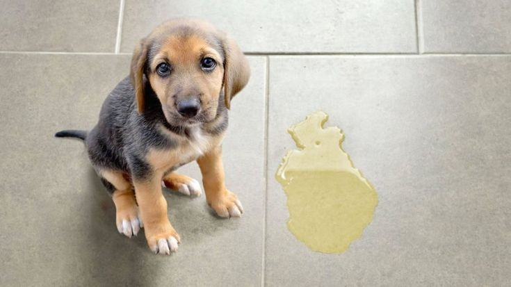 飼主在訓練期間要更加留心觀察狗狗！