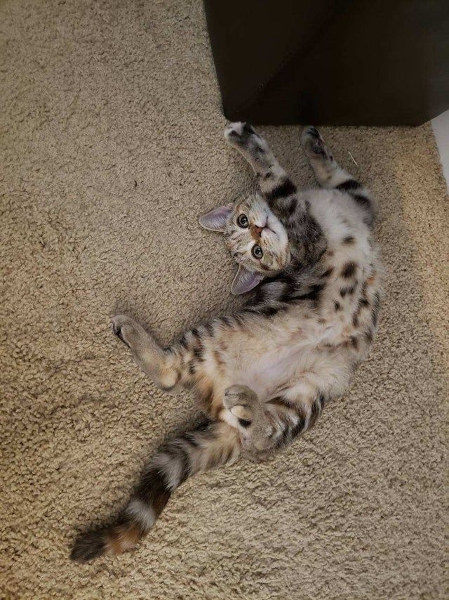 正進入玩耍或防衛狀態。