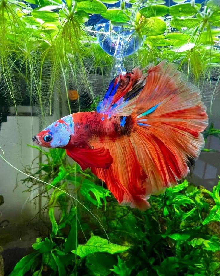 無需打氣的獨居鬥士！