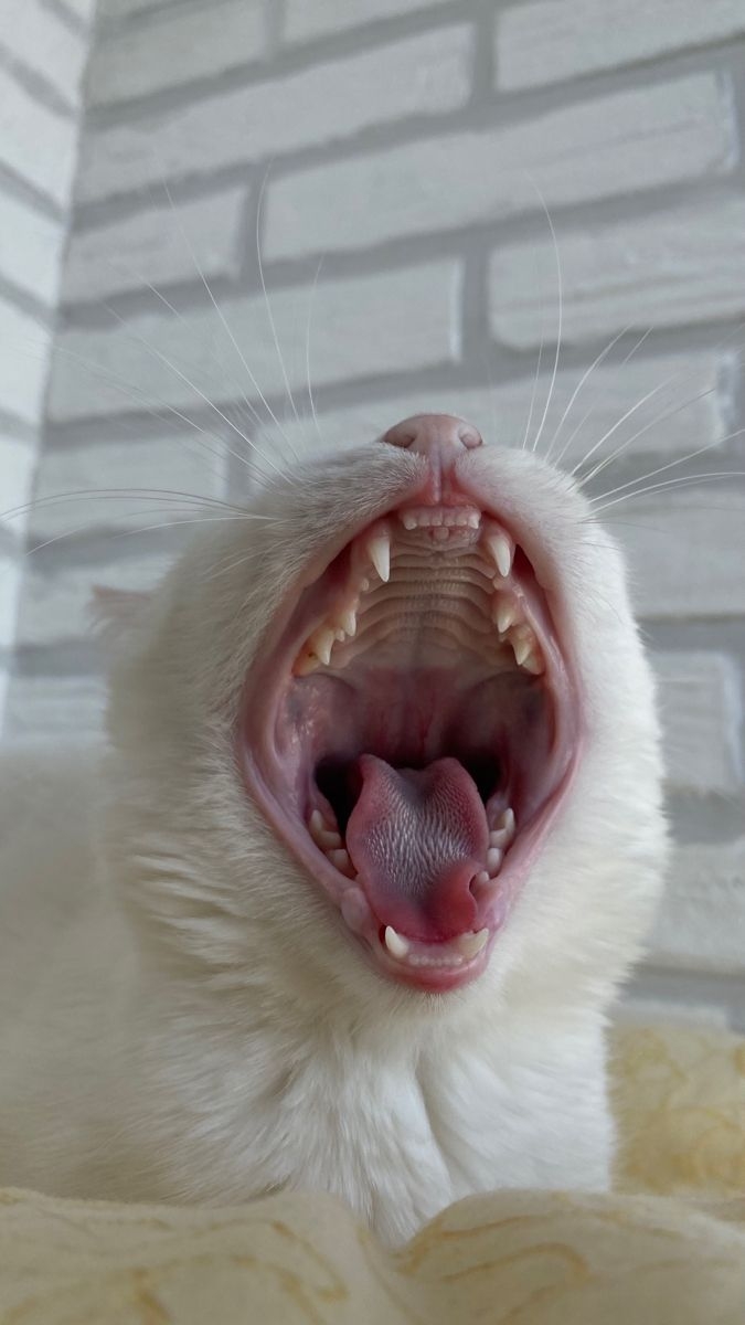 貓咪的舌頭是清潔與進食的祕密武器。