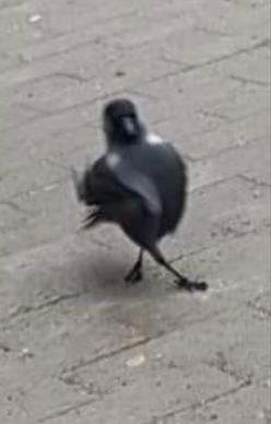 烏鴉：略略略～抓不到你抓不到～