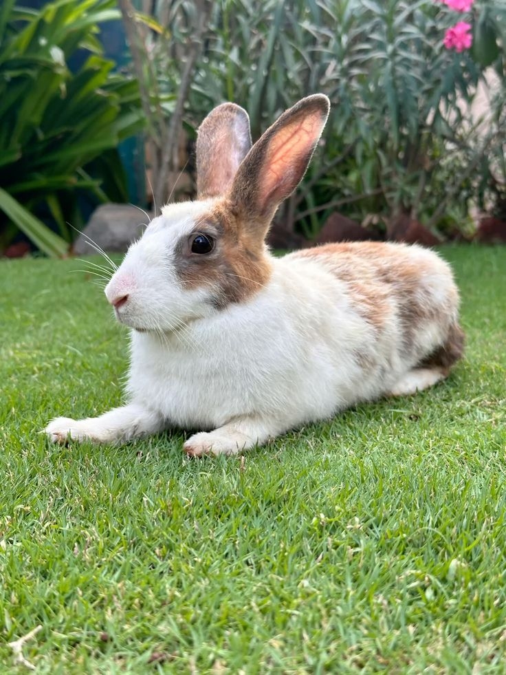 兔子一般在6-7歲起進入老年階段。