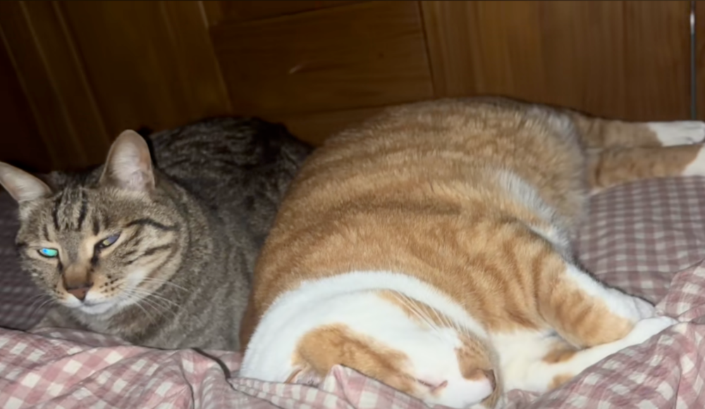 已經睡得不醒貓事啦～