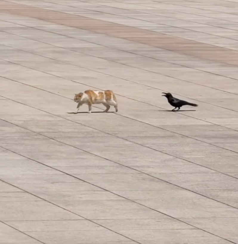 烏鴉：今天就是想犯賤～