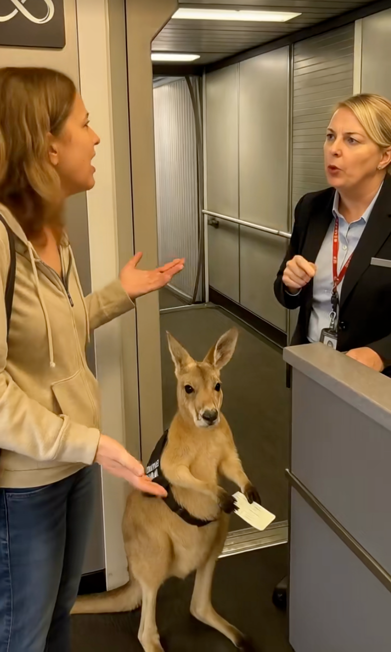 空服人員：女士，我們這裡寵物不允許登機。