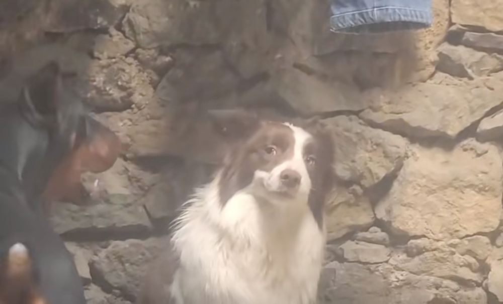 邊牧：別給臉不要臉喔！