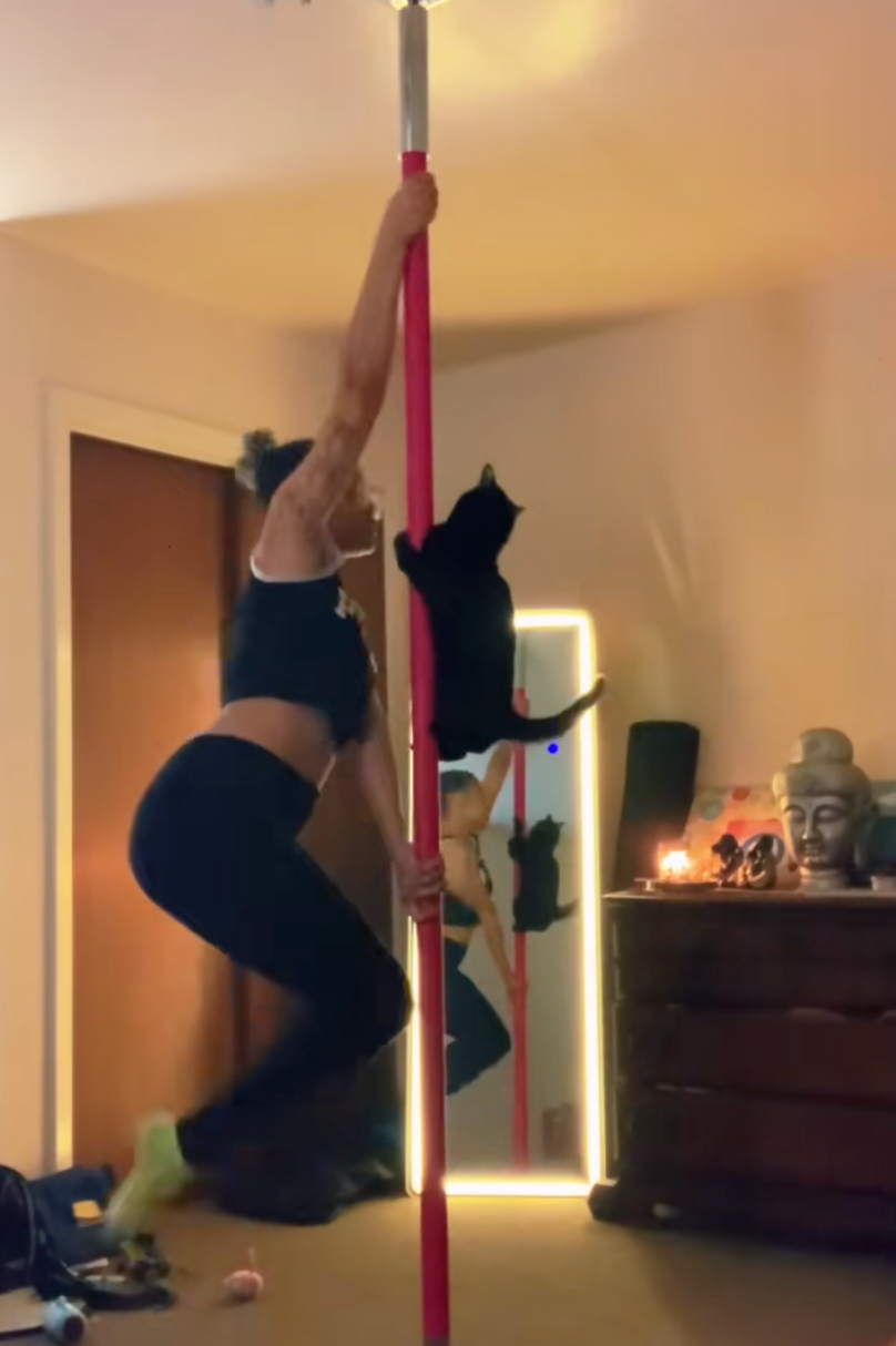 貓咪偷師成功～