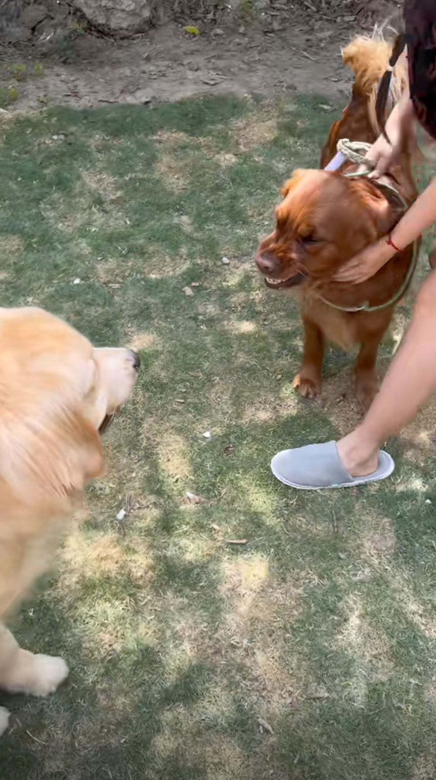 老抽色金毛：很不高興認識你！