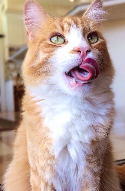 可以這樣做讓貓咪維持良好的舌頭健康與清潔功能。