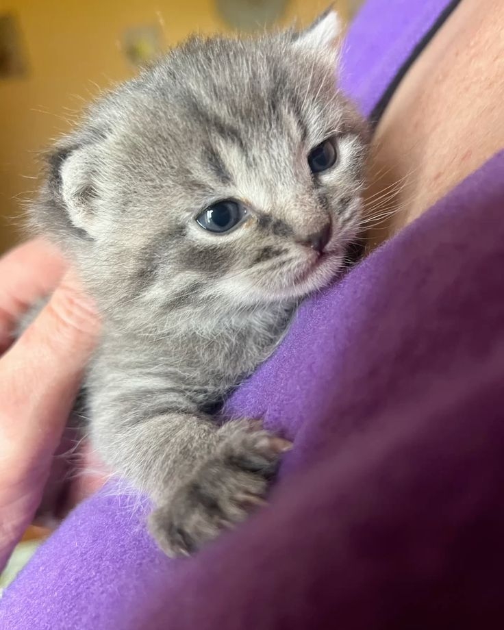 領養貓的第一步是什麼？