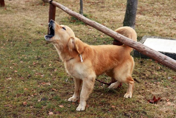 聞到特殊氣味，或是因焦慮、分離壓力導致。