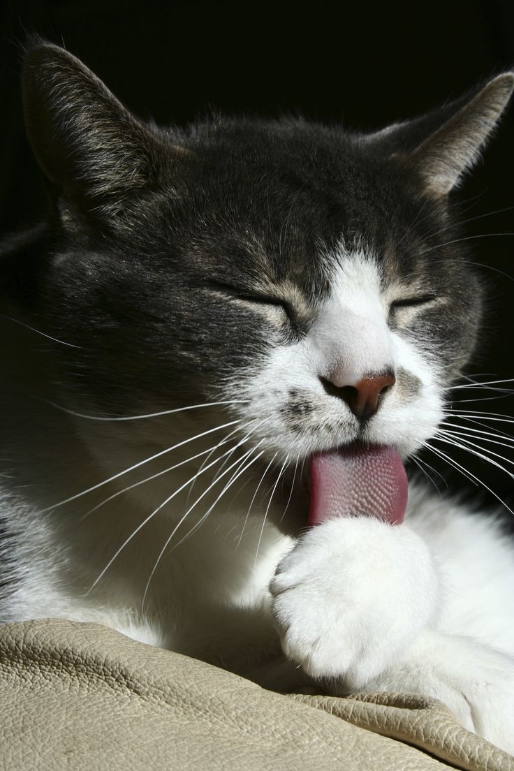 貓舌頭不會傷害人喔！