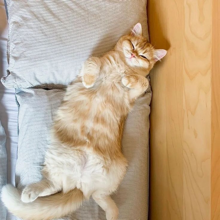 信任你，但不代表想被摸～