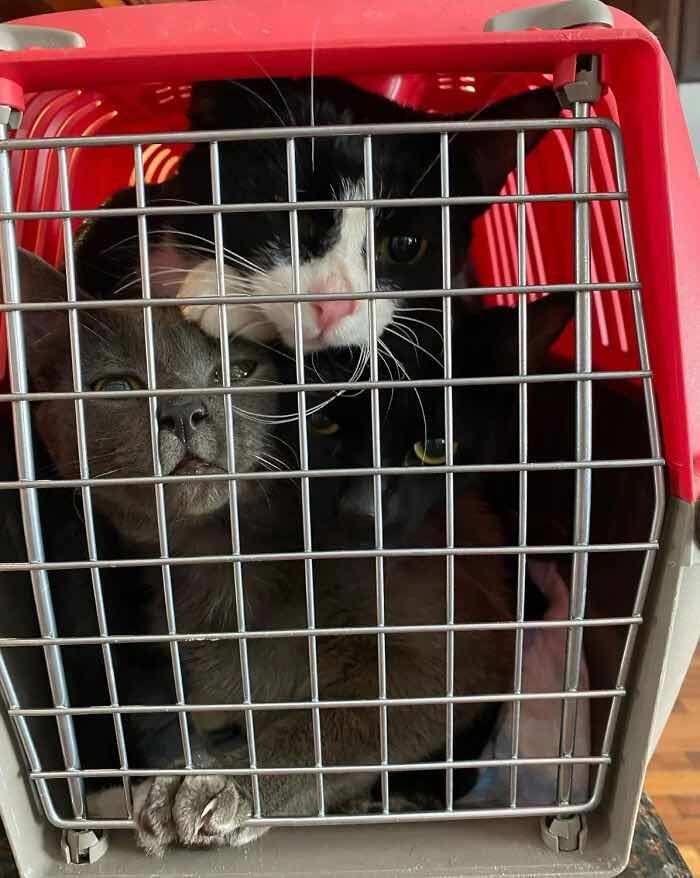 外出籠適合攜帶與外出使用。