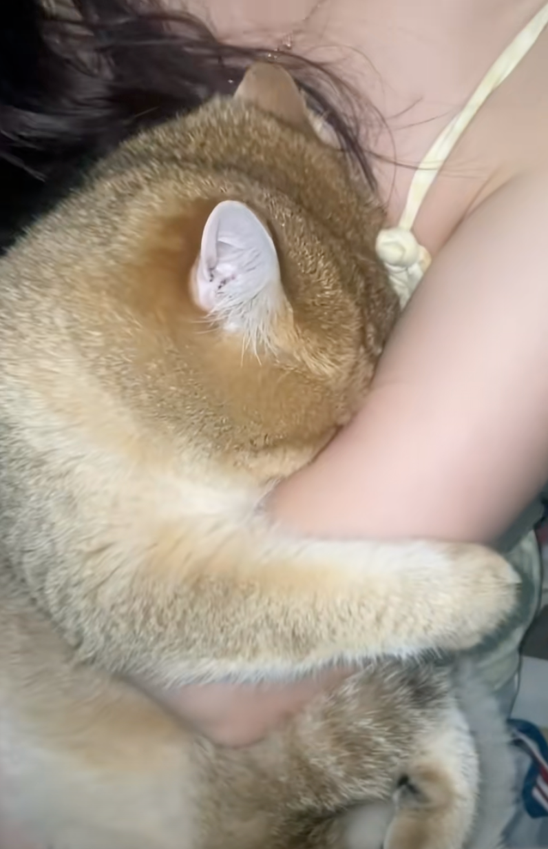 貓咪：走開啦～哼！