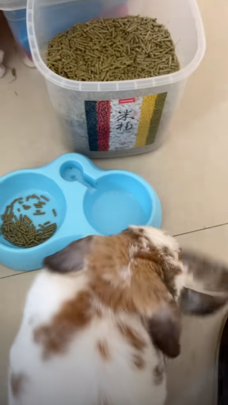 兔兔：走開啊！別鬧了！