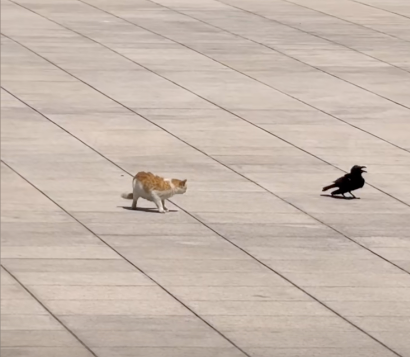 貓咪：能不能別煩啊你