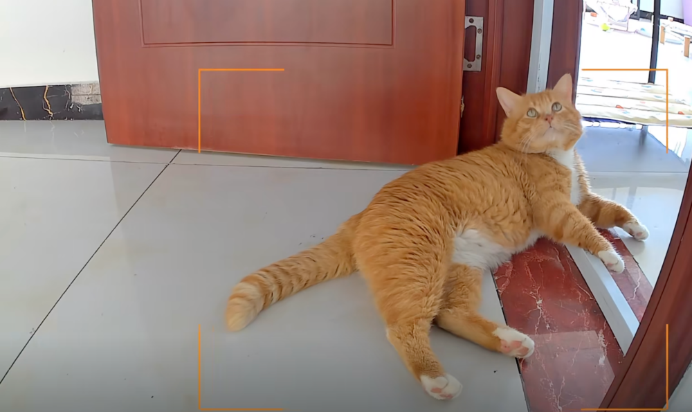 躺在門口想什麼呢？（看起來像個大雞腿）