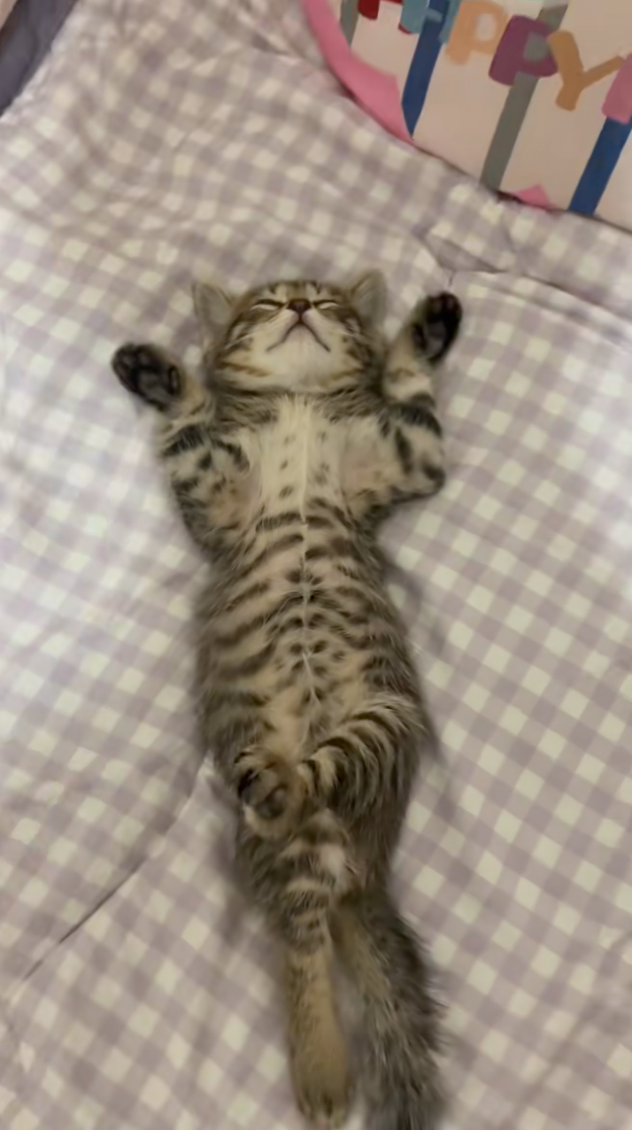 貓咪：哎呀～貓生就是要享受的～