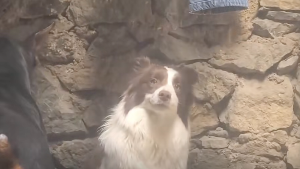 邊牧：都不知道你在狗吠什麼？