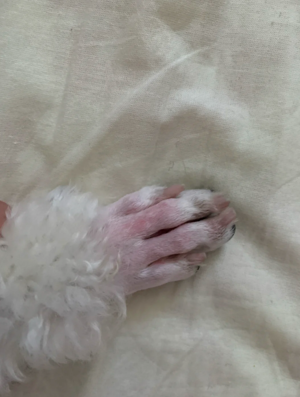 偶爾舔舔很正常，但如果一直舔就要注意了！