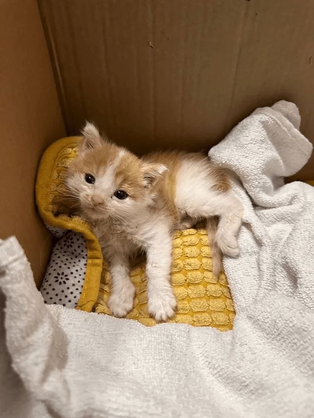 領養不是一時興起，飼養前記得先考慮清楚喔！